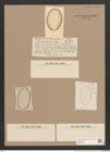 Surirella sp. (de-Toni-Nr.: Genus 53, Species 2307 ?) Zeichnungen Sammlung Grunow Nr. 4827 (NHMW-BOT-W0372986)